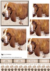 Basset Hound Pyramid