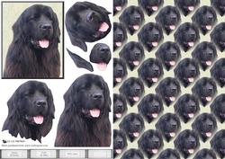 Black Newfoundland Dog Portrait 3D Decoupage with Background