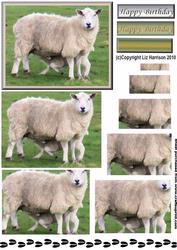 Sheep & Lamb Pyramid