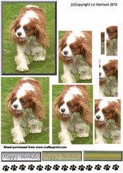 Cavalier King Charles Spaniel Walking Pyramid