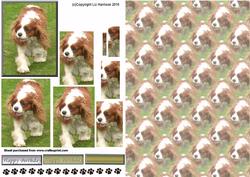 Cavalier King Charles Spaniel Walking Pyramid with Background