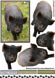 Pot Bellied Pig 3D Decoupage