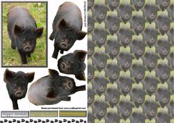 Pot Bellied Pig 3D Decoupage with Background