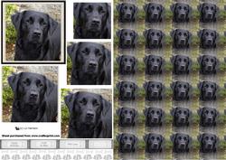 Black Labrador Portrait Pyramid with Background