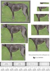 Greyhound Standing Pyramid