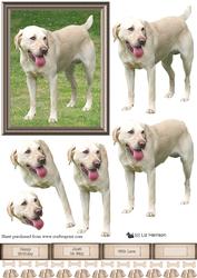 Golden Labrador 3D Decoupage