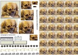 Tibetan Spaniel Pyramid with Background