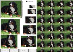 Bernese Mountain Dog Pyramid with Background