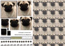 Pug Dog Portrait Pyramid with Background