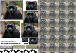 Chimpanzee Portrait Pyramid with Background