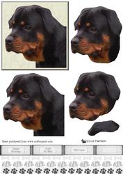 Rottweiler Portrait 3D Decoupage