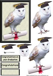 Barn Owl Congratulations 3D Decoupage