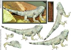 Iguana 3D Decoupage