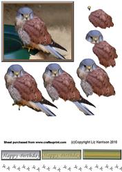 Kestrel 3D Decoupage