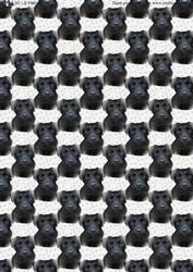 Patterdale Terrier Portrait Background