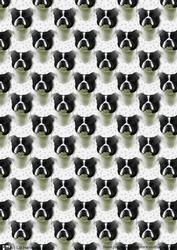 Stsffie,black & White Portrait Background