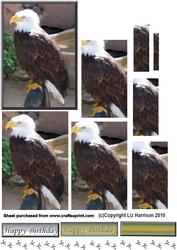 Bald Eagle Pyramid
