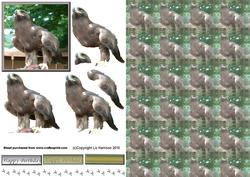 Golden Eagle Portrait 3D Decoupage with Background