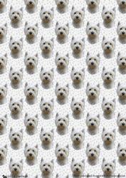 West Highland White Terrier 1 Portrait Background