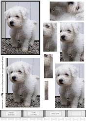 Westie Puppy Scene Pyramid