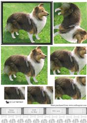 Shetland Sheepdog Pyramid