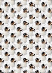 Australain Shepherd Dog Portrait Background