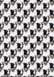 Border Collie Portrait Background