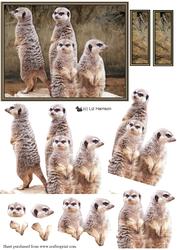 Meerkats Scene 3D Decoupage