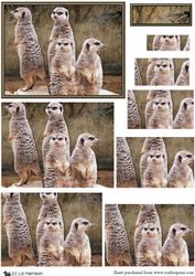 Meerkats Scene Pyramid