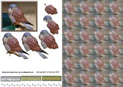 Kestrel 3D Decoupage with Background