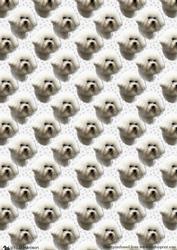Bichon Frise Portrait Background