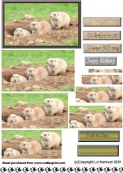 Gopher Group Pyramid