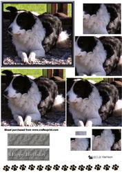 Border Collie Pyramid
