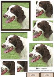 Springer Spaniel Portrait Pyramid