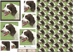 Springer Spaniel Portrait Pyramid with Background