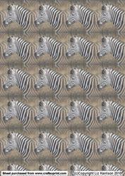 Zebra Portrait Background
