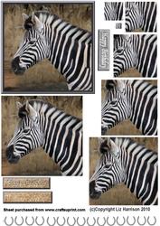 Zebra Portrait Pyramid