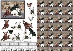 Staffordshire Bull Terrier Trio 3D & Background