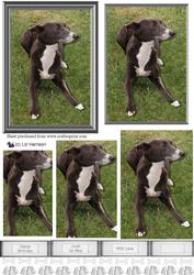 Whippet Scene Pyramid