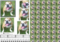 Happy Bulldog Pyramid with Background
