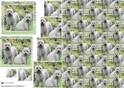 Westie Pair Scene Pyramid & Background