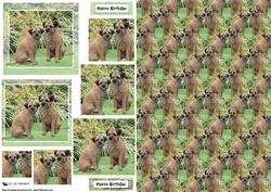 Border Terrier Pyramid & Background