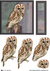 Tawny Owl 3D Decoupage