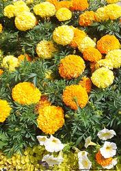 Marigold Background Sheet