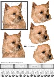 Norwich Terrier Portrait 3D Decoupage
