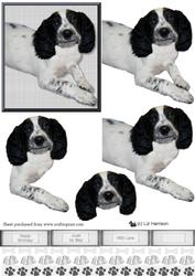 Springer Spaniel 3D Decoupage