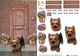 Yorkshire Terrier on a Door Step