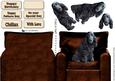 Cocker Spaniel on an Armchair