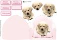 Golden Labrador Puppy on a Pink Chair
