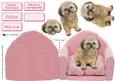 Shih Tzu Sat on a Pink Chair